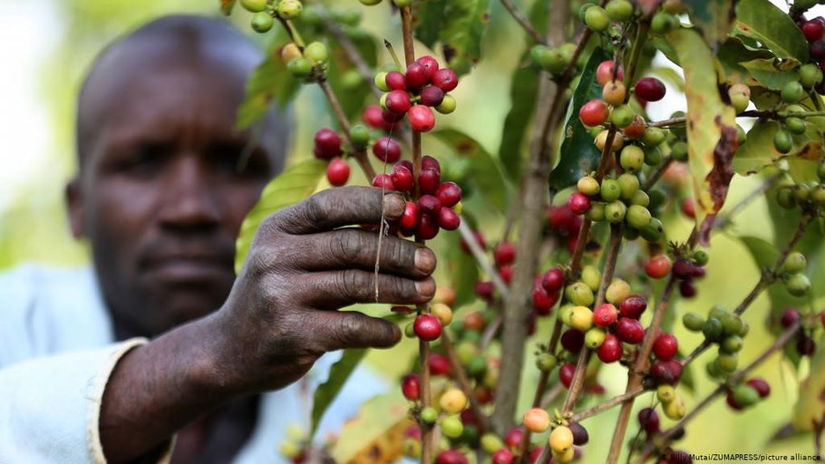 Kahve Yetişen Bölgeler-Afrika