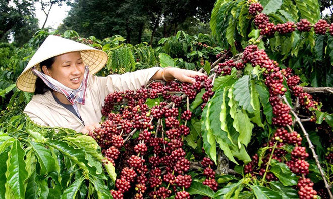 Kahve Yetişen Bölgeler-Asya